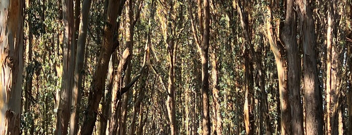 Wood Line by Andy Goldsworthy is one of SF Walks.