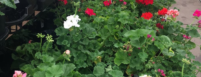 O'Toole's Garden Center is one of Lieux qui ont plu à Amy.