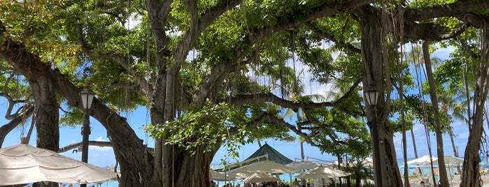 Moana Surfrider Banyan Tree is one of Best of Oahu.