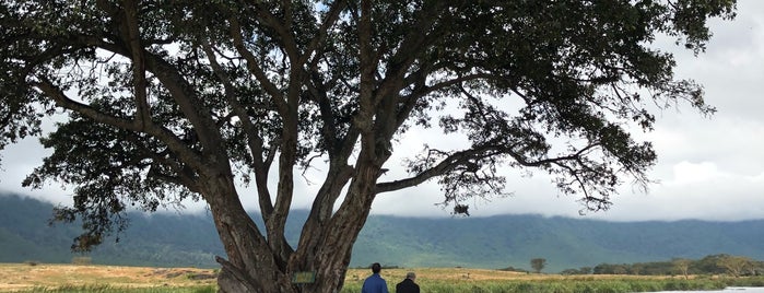 Ngorongoro Salt Lake is one of Locais curtidos por Rob.