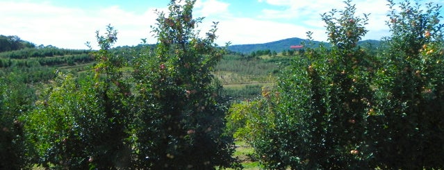 Mercier Orchards is one of Blue Ridge.