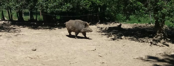 Wildpark Rolandseck is one of Jens : понравившиеся места.