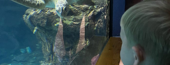 NC Aquarium at Fort Fisher is one of Lieux qui ont plu à Lauren.