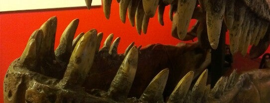 Dinosaur Museum is one of Things to do from The Pink House Lulworth Dorset.