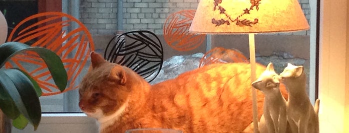 MINKA cat cafe is one of riga to check out.