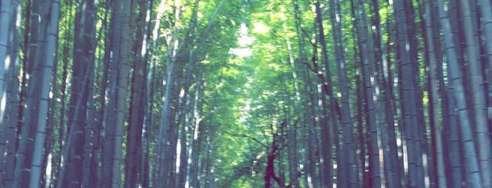 아라시야마 대나무 숲 is one of Japan.