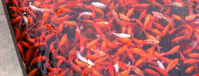 Viewing Fish at Flower Pond is one of Locais curtidos por Bibishi.