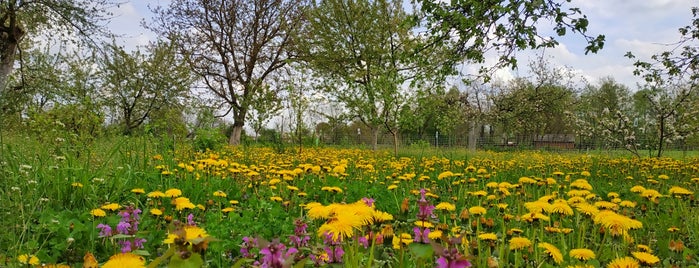 Великі Крушлинці is one of Україна / Ukraine.