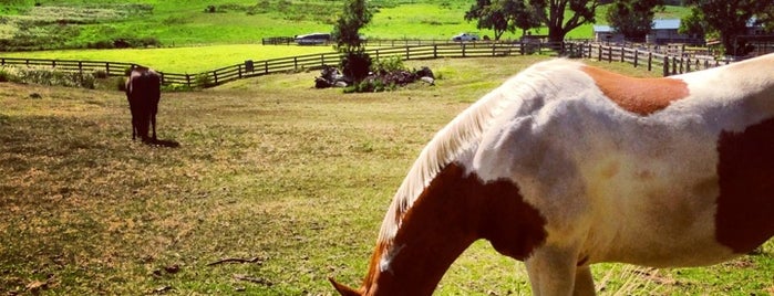 Makawao Veterinary is one of Molokai Cowgirls - Horses in Hawaii.