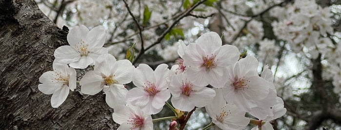 白水大池公園 is one of 観光6.