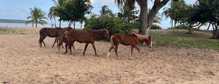 Playa Sun Bay is one of Vieques, PR.