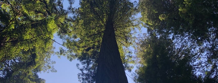 Humboldt Redwood State Park - North is one of Scott : понравившиеся места.