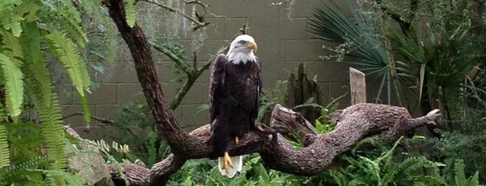 Bald Eagle at Lowry Park Zoo is one of Lugares favoritos de Lizzie.