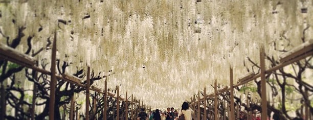 Ashikaga Flower Park is one of To-drop-by.