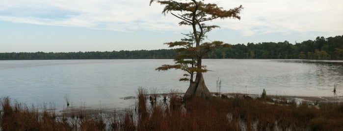 Jones Lake State Park is one of North Carolina State Parks.