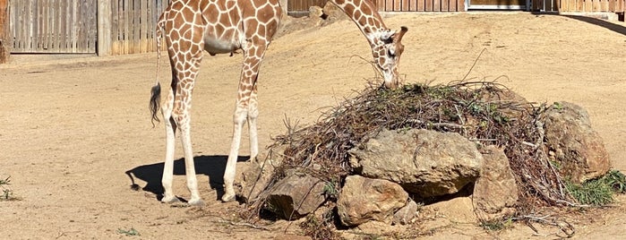 Giraffe Exhibit is one of Recreation/ outings.