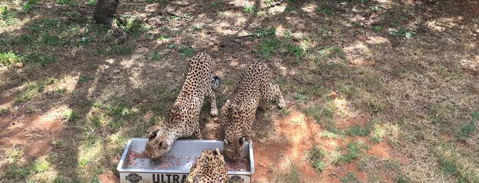 De Wildt - The Ann van Dyk Cheetah Centre is one of Macheさんのお気に入りスポット.