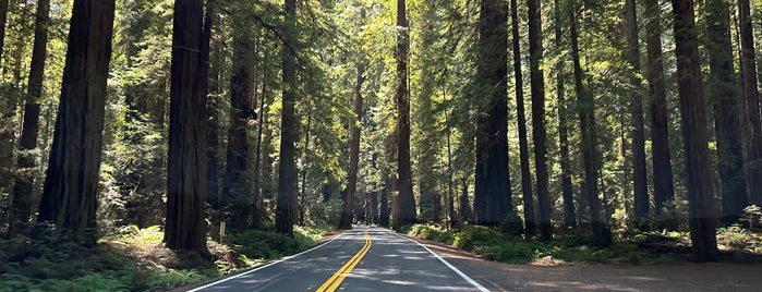 Avenue of the Giants is one of Cali.