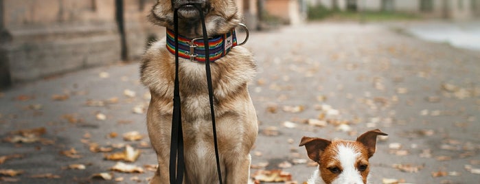 Grooming Gallery is one of Joyful places.