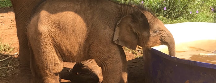 Patara Elephant Farm is one of Thailand/Cambodia/Vietnam.