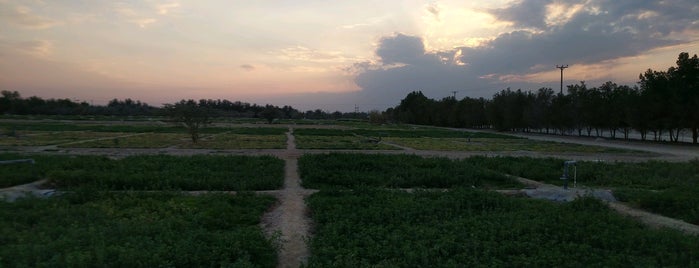 Al-Asaker Farm - Abdilly Area is one of Mejroxy : понравившиеся места.