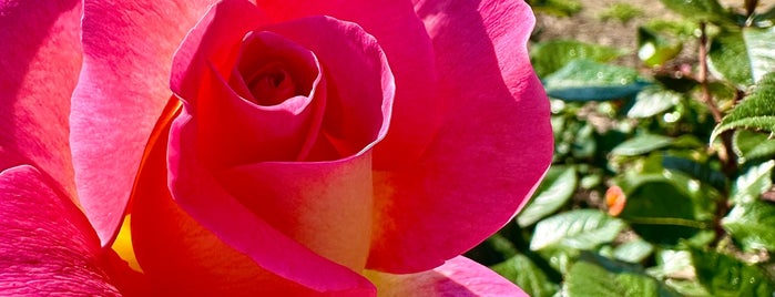 Rose Garden is one of reviews of museums, historical sites, & landmarks.