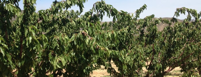 Leona Valley Organics Cherries is one of favs.