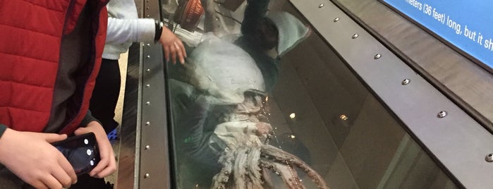 Giant Squid Exhibit at the Smithsonian is one of Kimmie 님이 저장한 장소.