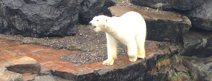 Raisons fauniques de visiter le Saguenay-Lac