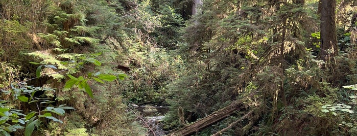 Quinault Rain Forest is one of Town by the Sea.