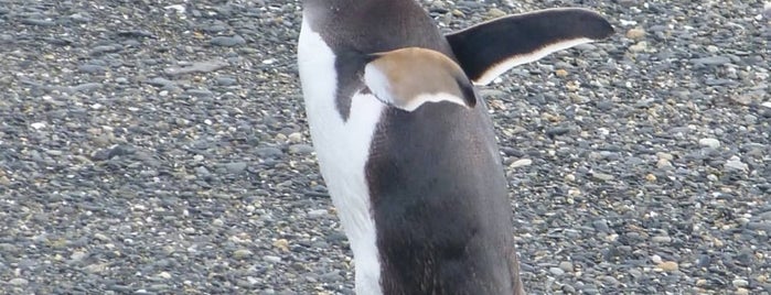 Isla Pingüino is one of Posti che sono piaciuti a santjordi.