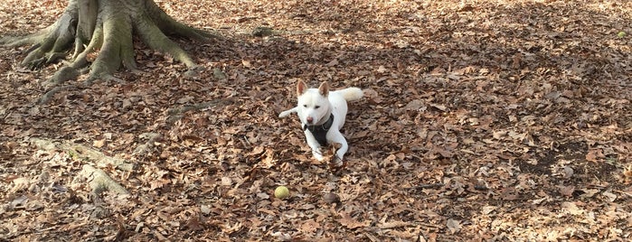 Bark Park At Country Park is one of Gboro favorites.