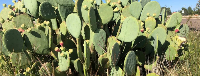 Lubbock Lake Landmark is one of parks.