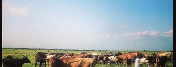 See Cows? is one of สถานที่ที่ Kina ถูกใจ.