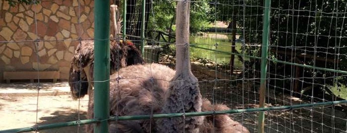 Зоолошка градина Скопје / Skopje Zoo is one of uskup.