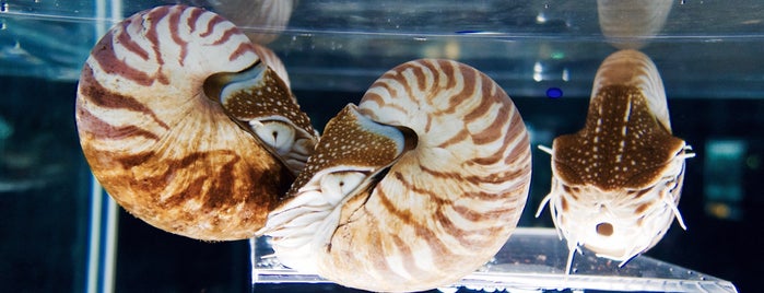 NIFREL is one of 日本の水族館 Aquariums in Japan.