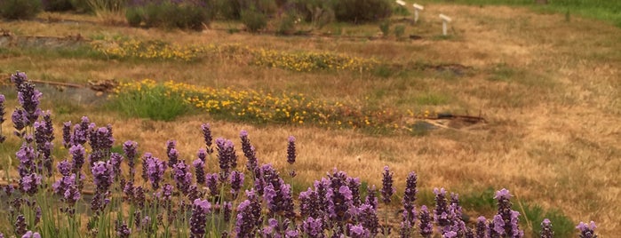 Pelindaba Lavender Farm is one of seattle.