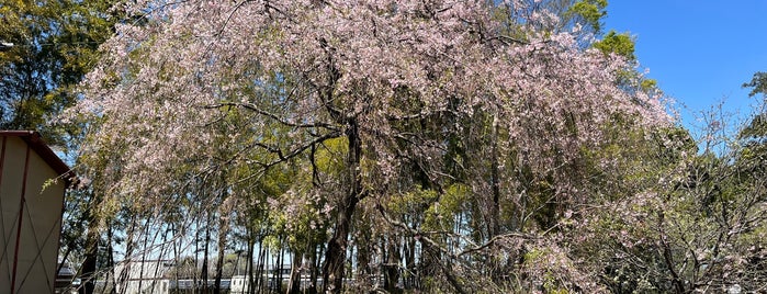 胎智山 満願寺 is one of 東国花の寺百ヶ寺.