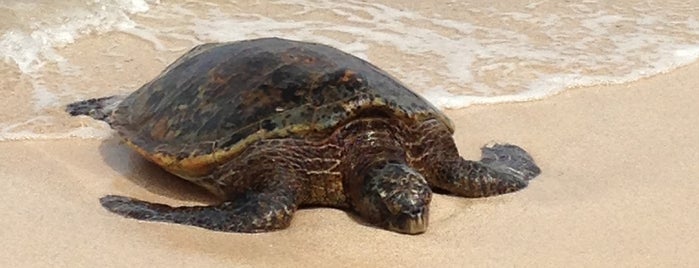 Laniakea (Turtle) Beach is one of Hawaii Honeymoon.