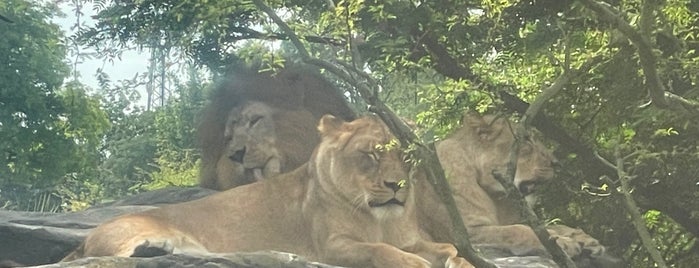 Lions is one of Busch Gardens Tampa.