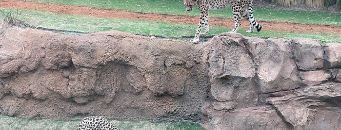 Cheetah Run is one of Busch Gardens.