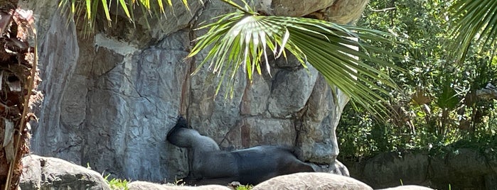 Myombe Reserve is one of Busch Gardens Tampa.