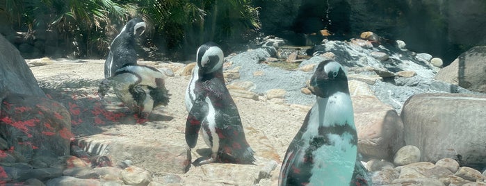 Penguin Point is one of The 15 Best Zoos in Tampa.