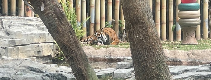 Tiger Trail is one of The 15 Best Zoos in Tampa.