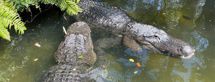 American Alligator Exhibit is one of Busch Gardens Tampa.