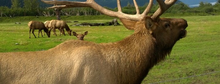 Alaska Wildlife Conservation Center is one of Locais curtidos por Patrick.