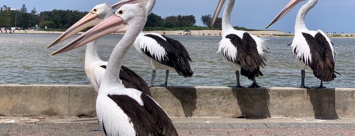 Pelican Feeding @ The Entrance is one of Sydney.