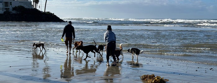 Del Mar Dog Beach is one of San Diego must see/do.
