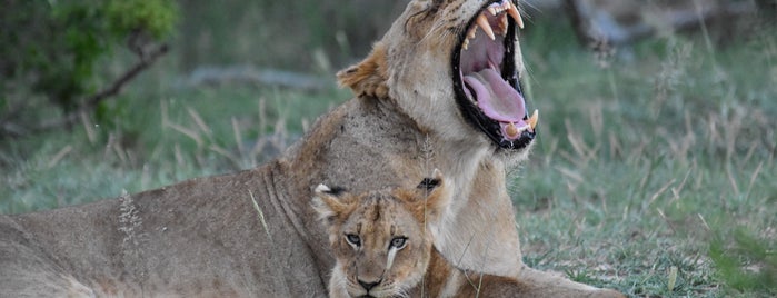 Londolozi Game Reserve is one of Südafrika.