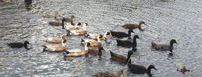 Blue Heron Park is one of NYC Parks.